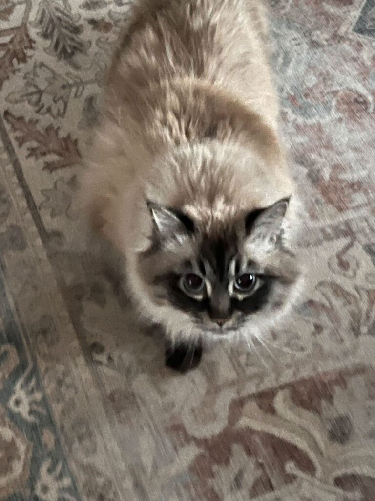 My cat decided to act all creepy because she saw me when she isnt used to seeing me at a certain day and time.